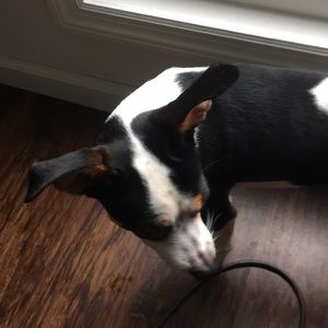 Meet your Posher, Jake